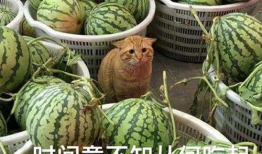 爆料吃瓜是什么意思,网络热词背后的文化现象